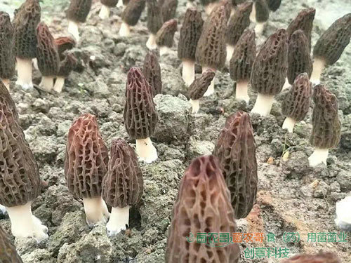 羊肚菌栽培 羊肚菌栽培